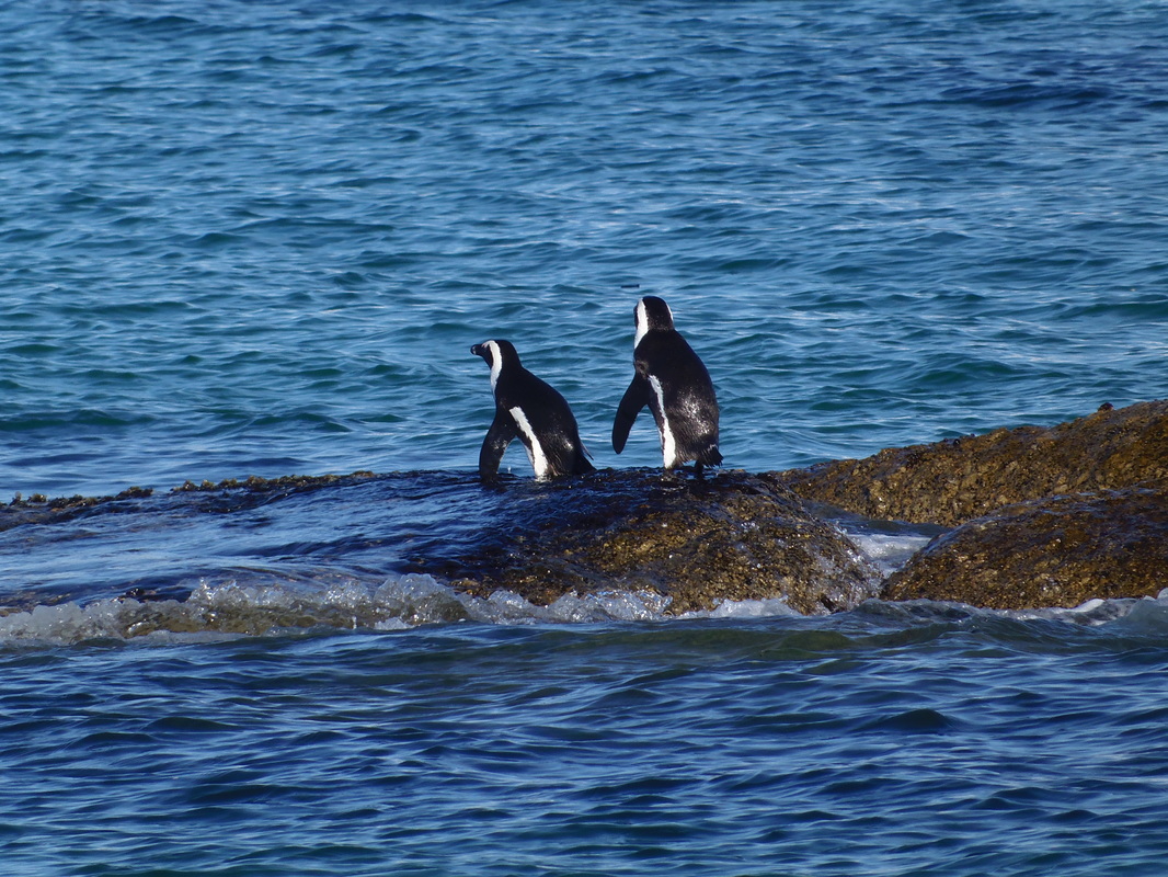 Foto de pingüinos para proyecto theblueeconomy.com